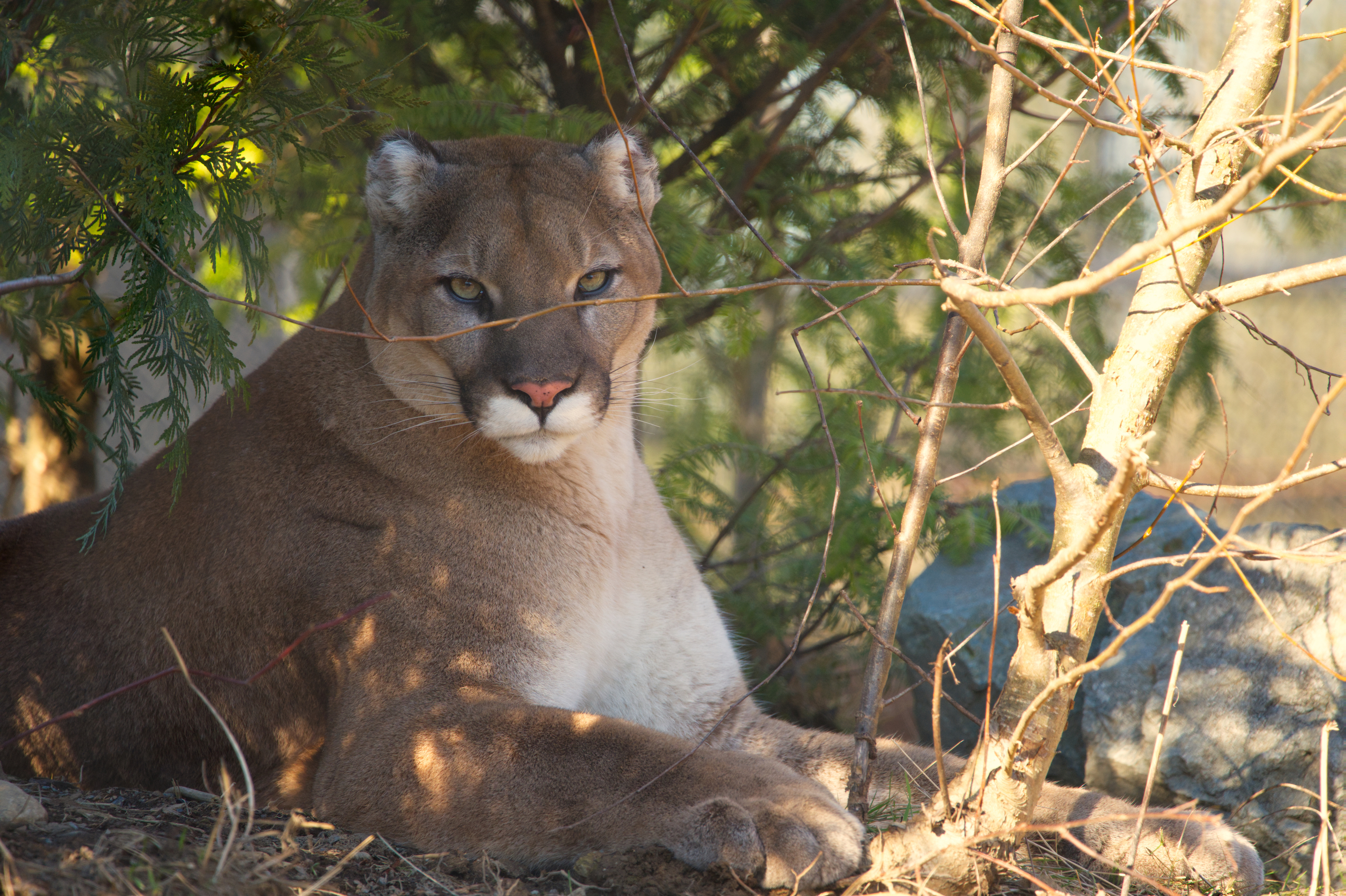 cougar 2